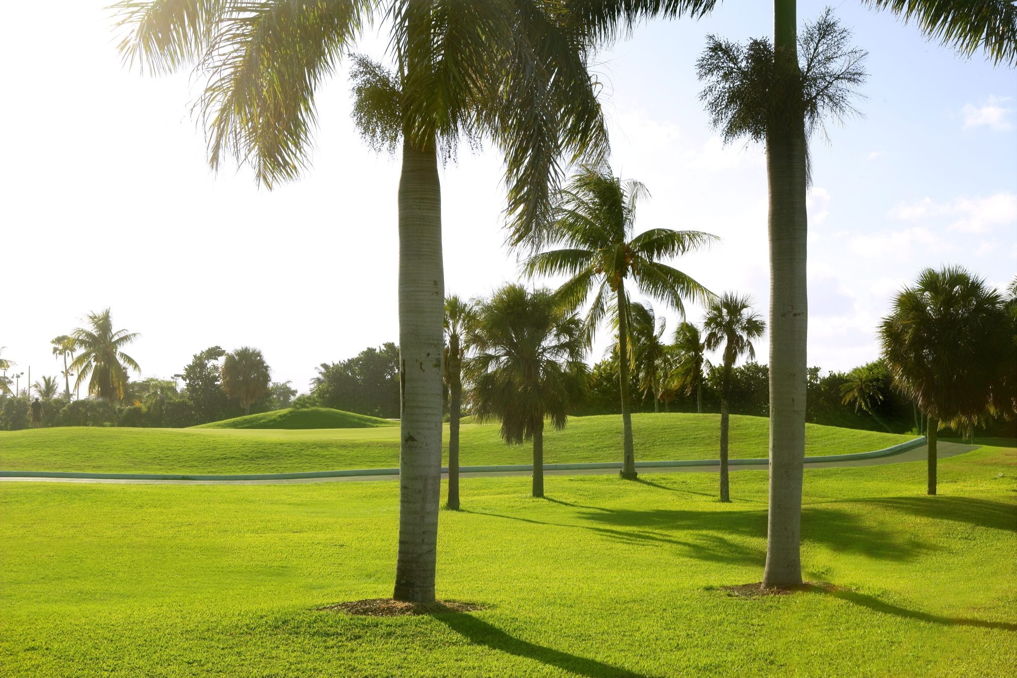 A scenic view of a golf course with lush green grass, palm trees, and a backdrop of a clear blue sky, reminiscent of the tranquility and beauty often sought in Carson City Estate Planning.